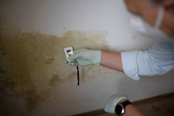 Best Mold Remediation for Specific Building Types in USA